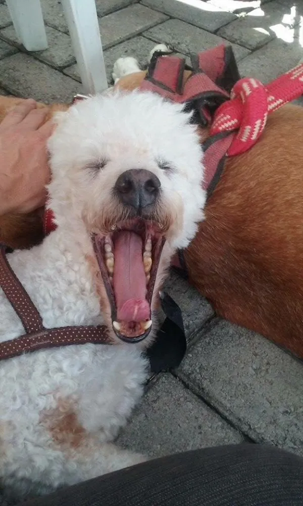Cachorro ra a Poodle idade 5 anos nome Snoopy