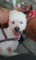 Snoopy