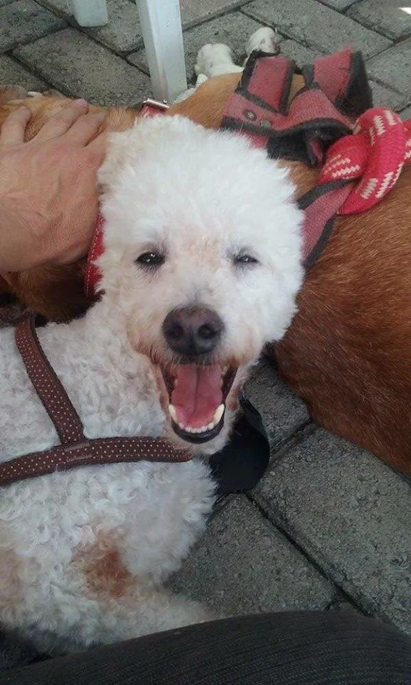 Cachorro ra a Poodle idade 5 anos nome Snoopy