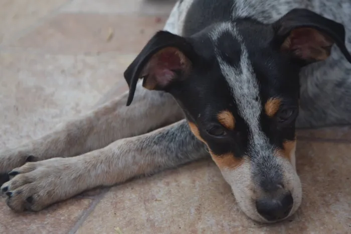 Cachorro ra a Srd idade 7 a 11 meses nome Malhada