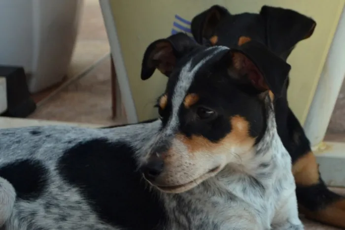 Cachorro ra a Srd idade 7 a 11 meses nome Malhada