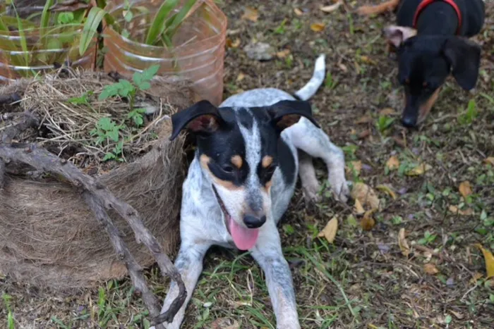 Cachorro ra a Srd idade 7 a 11 meses nome Malhada