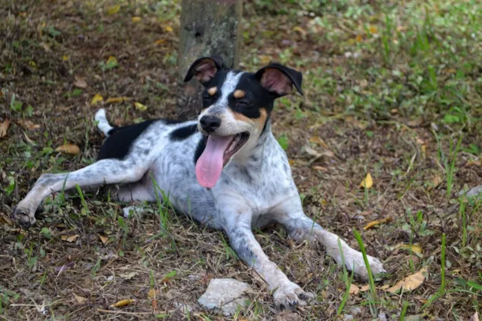 Cachorro ra a Srd idade 7 a 11 meses nome Malhada