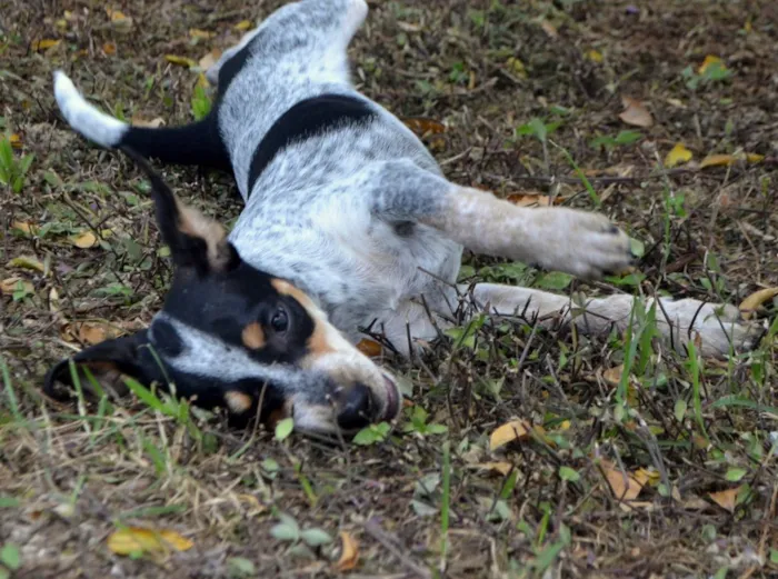 Cachorro ra a Srd idade 7 a 11 meses nome Malhada