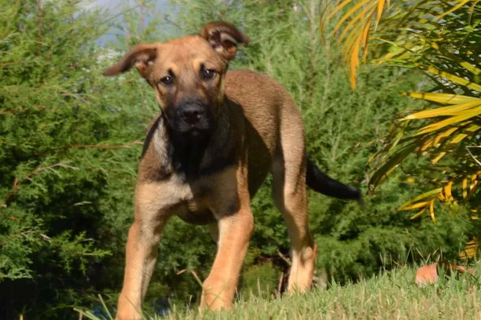 Cachorro raça Fila  com Pastor idade 7 a 11 meses nome Bravo