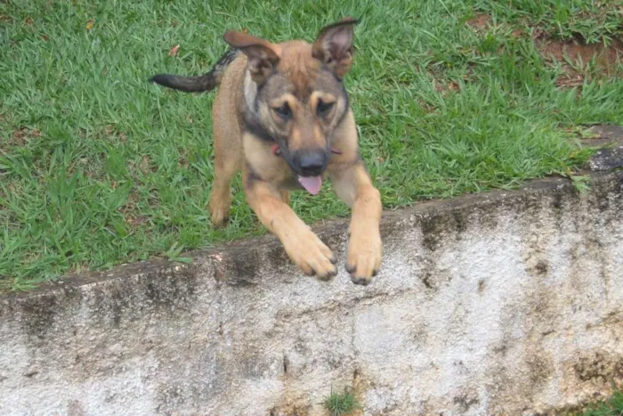 Cachorro raça Fila  com Pastor idade 7 a 11 meses nome Bravo