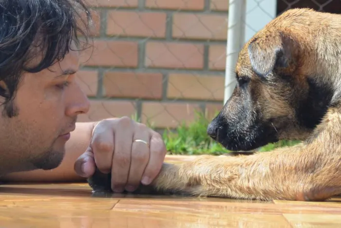 Cachorro raça Fila  com Pastor idade 7 a 11 meses nome Bravo