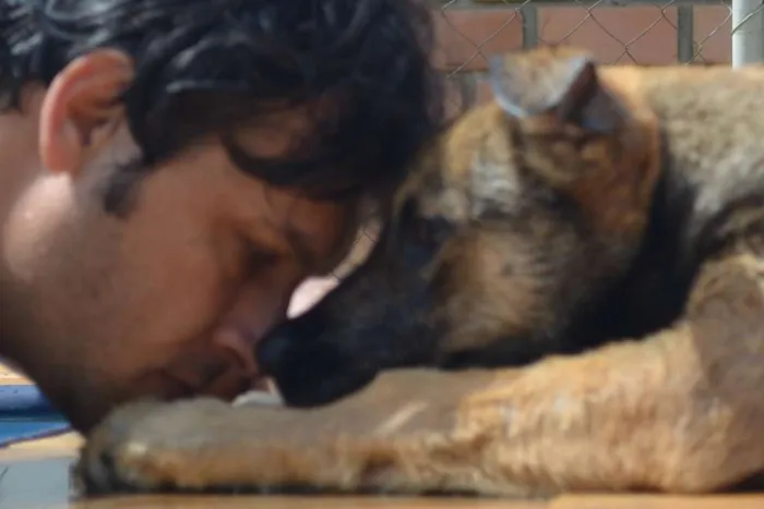 Cachorro raça Fila  com Pastor idade 7 a 11 meses nome Bravo