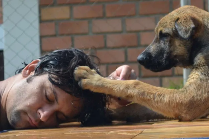 Cachorro raça Fila  com Pastor idade 7 a 11 meses nome Bravo