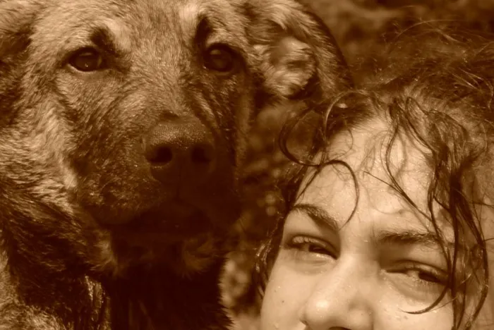 Cachorro raça Fila  com Pastor idade 7 a 11 meses nome Bravo