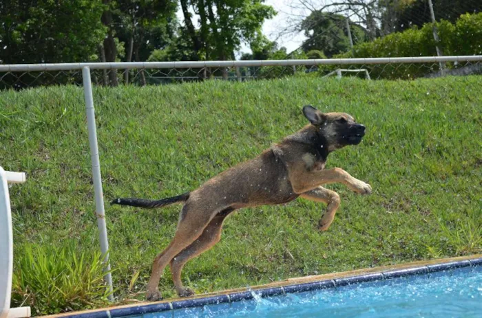 Cachorro raça Fila  com Pastor idade 7 a 11 meses nome Bravo