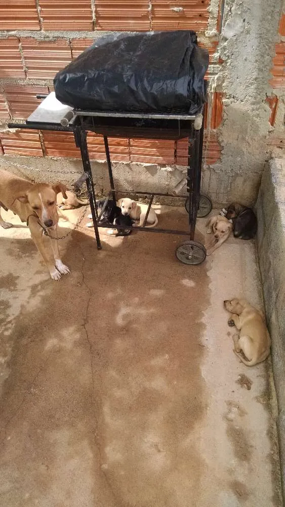 Cachorro raça Sem raça definida idade Abaixo de 2 meses nome Ainda sem nomes