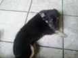 Fred
