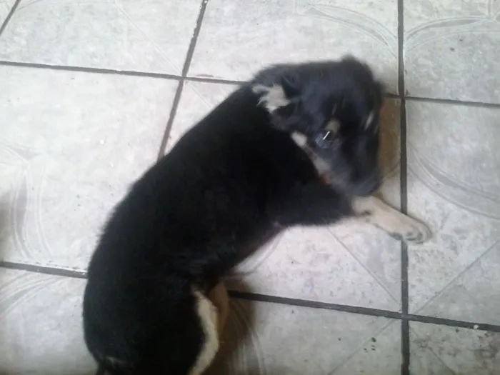 Cachorro ra a vira lata  idade 2 a 6 meses nome Fred
