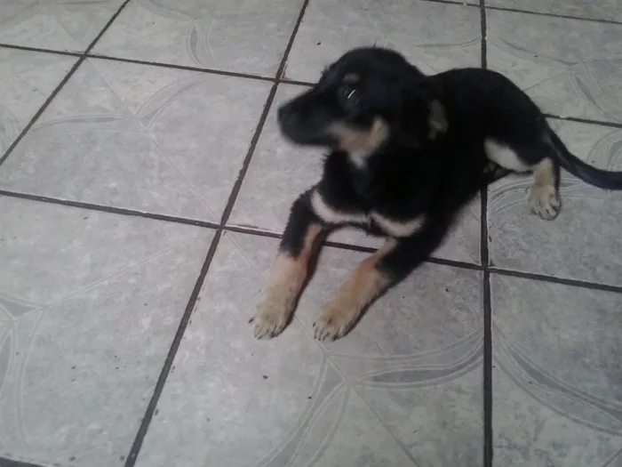 Cachorro ra a vira lata  idade 2 a 6 meses nome Fred