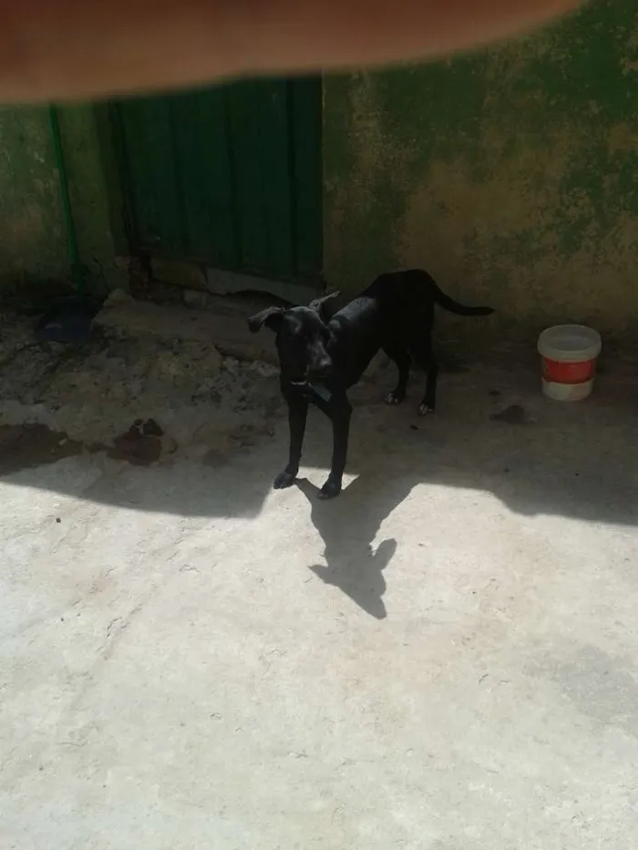 Cachorro raça  idade 7 a 11 meses nome Belinha