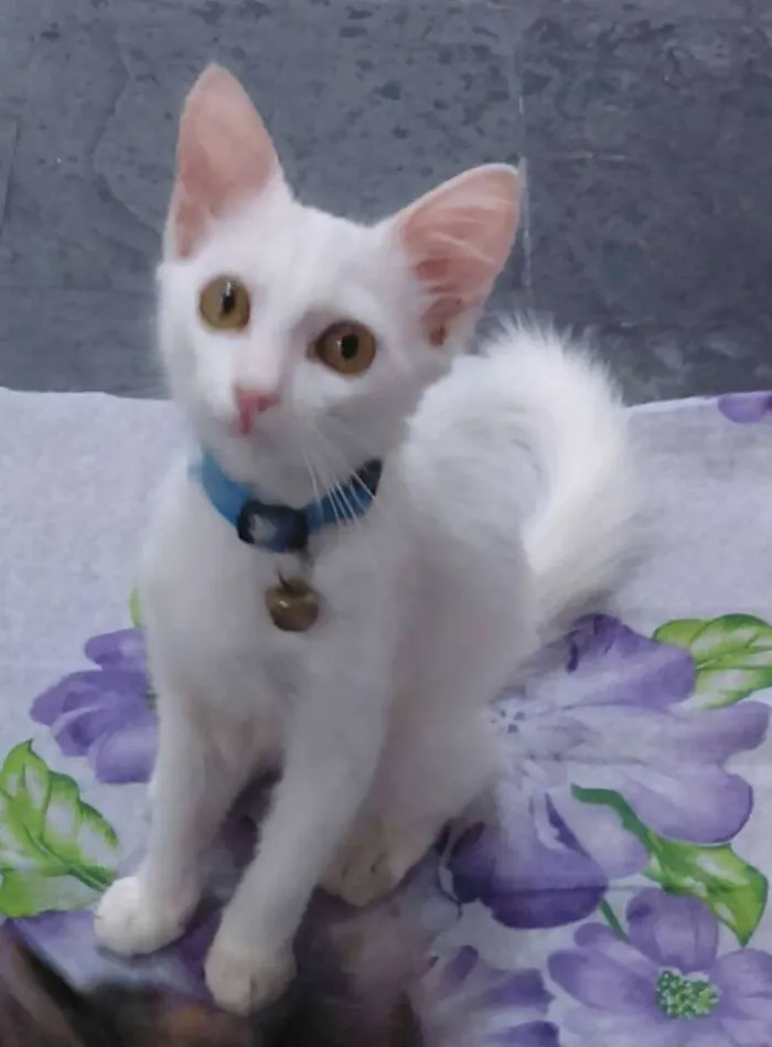 Gato raça vira lata idade 2 a 6 meses nome crystal