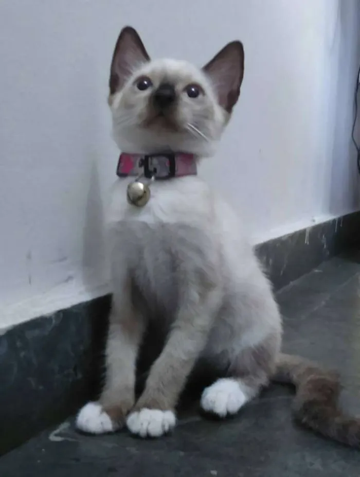 Gato raça vira lata idade 2 a 6 meses nome crystal