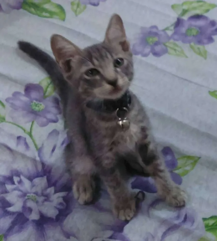 Gato raça vira lata idade 2 a 6 meses nome crystal