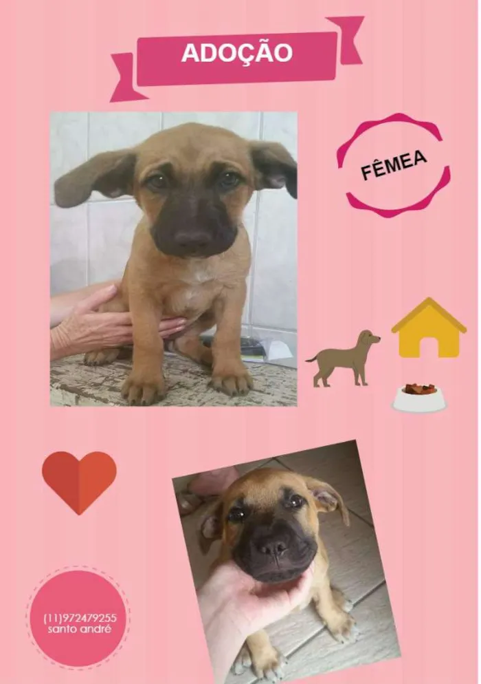 Cachorro ra a SRD idade 2 a 6 meses nome sem nome