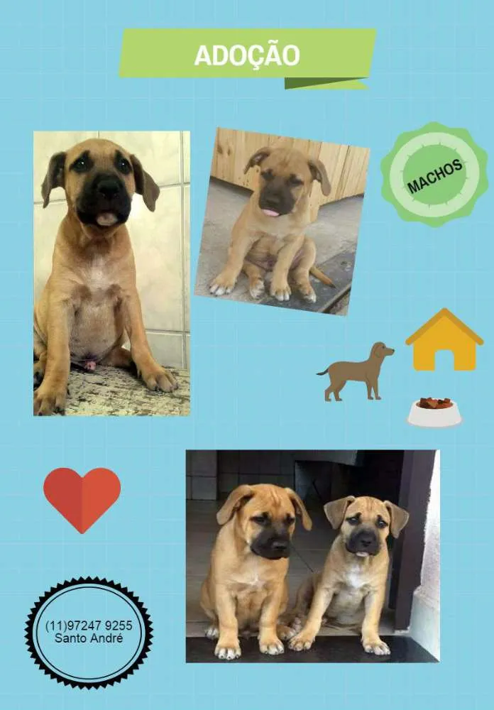 Cachorro ra a SRD idade 2 a 6 meses nome sem nome