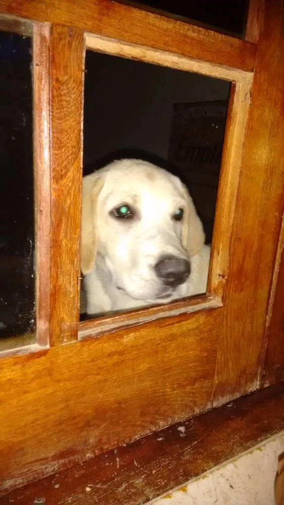 Cachorro raça Labrador idade 7 a 11 meses nome Freddy