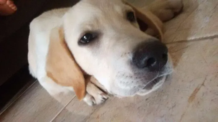 Cachorro raça Labrador idade 7 a 11 meses nome Freddy