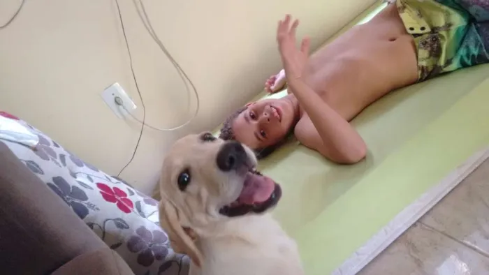 Cachorro raça Labrador idade 7 a 11 meses nome Freddy