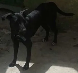 Cachorro raça  idade 7 a 11 meses nome Belinha