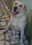 Cachorro raça Labrador idade 2 anos nome Marllon