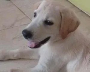 Cachorro raça Labrador idade 7 a 11 meses nome Freddy