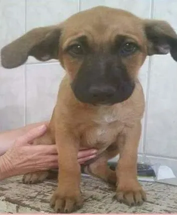 Cachorro ra a SRD idade 2 a 6 meses nome sem nome