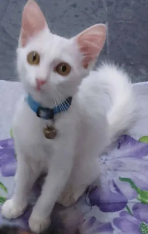 Gato raça vira lata idade 2 a 6 meses nome crystal