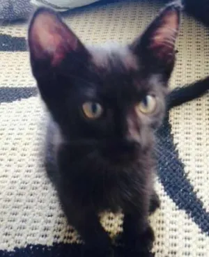 Gato raça vira lata idade Abaixo de 2 meses nome sem nome