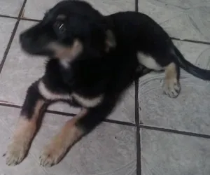 Cachorro raça vira lata  idade 2 a 6 meses nome Fred
