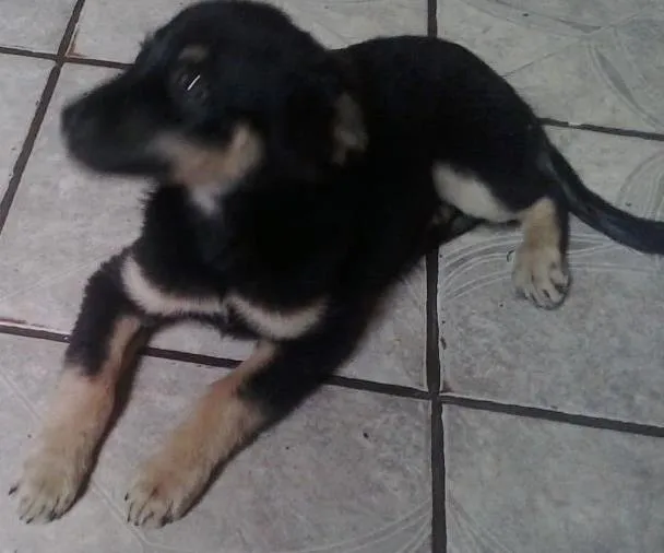Cachorro ra a vira lata  idade 2 a 6 meses nome Fred