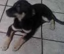 Cachorro raça vira lata  idade 2 a 6 meses nome Fred