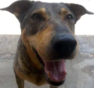 Cachorro raça RND idade 5 anos nome Moti