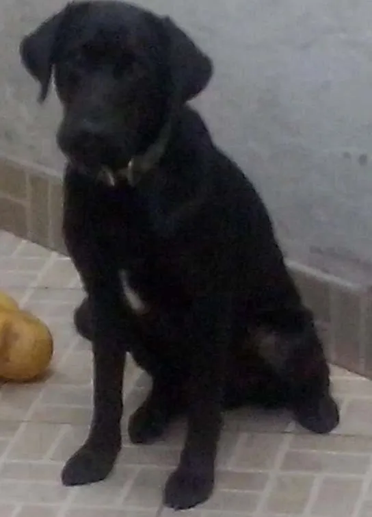 Cachorro ra a Labrador idade 2 anos nome Mike