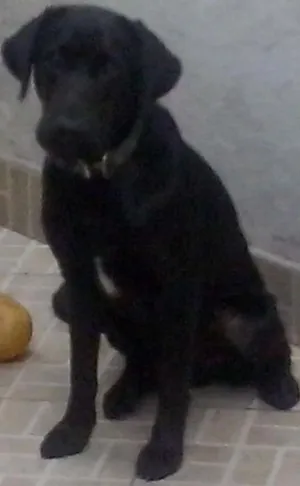 Cachorro raça Labrador idade 2 anos nome Mike