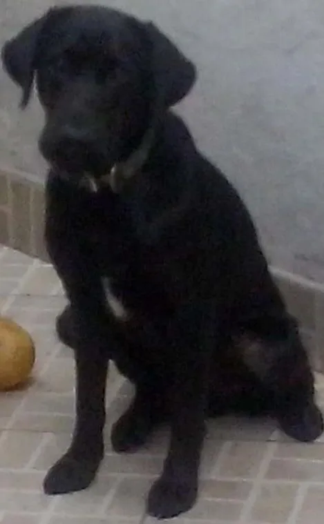 Cachorro ra a Labrador idade 2 anos nome Mike