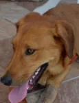 Rodrigo