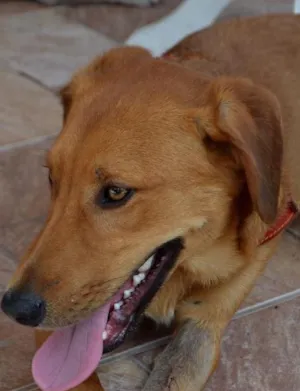 Cachorro raça Srd idade 1 ano nome Rodrigo