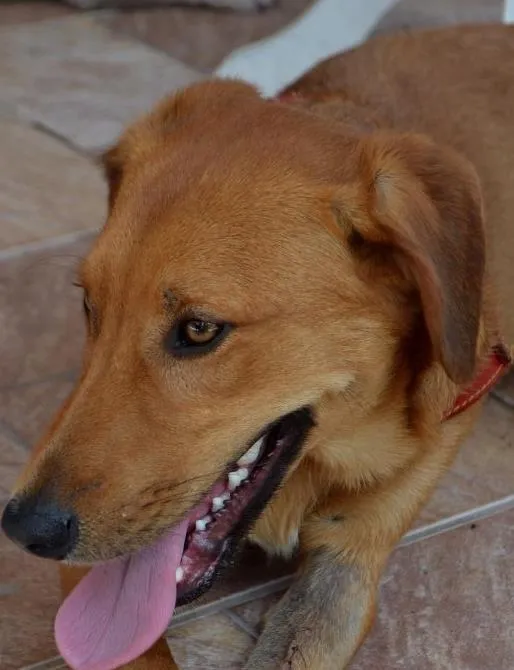 Cachorro ra a Srd idade 1 ano nome Rodrigo