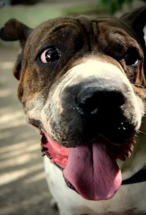 Cachorro raça Srd idade 5 anos nome José