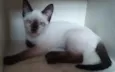 Ritinha