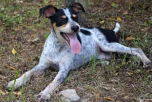 Cachorro raça Srd idade 7 a 11 meses nome Malhada