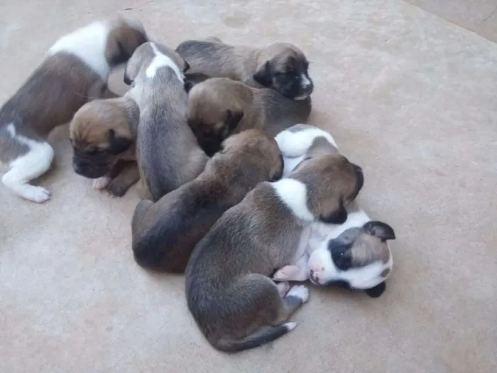 Cachorro raça VL idade Abaixo de 2 meses nome filhotes