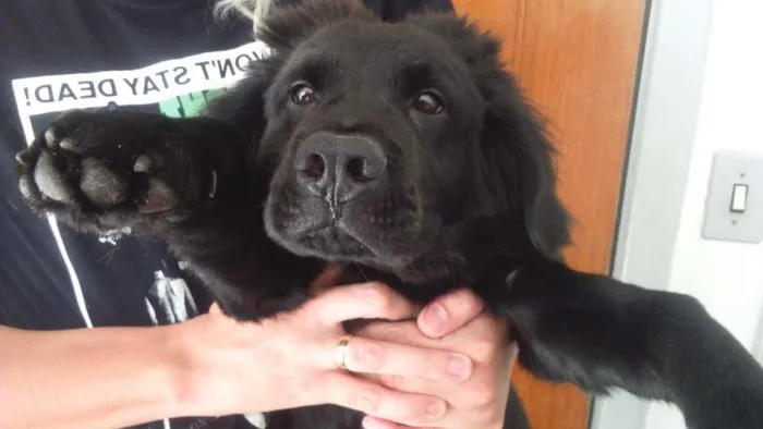 Cachorro ra a Chow chow  idade 2 a 6 meses nome Drogo