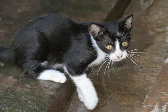 Gato ra a SRD idade Abaixo de 2 meses nome Fradim e Mafalda